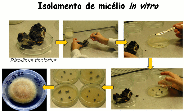Isolamento in vitro de miclio