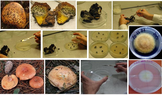 Isolamento e Cultura de fungos micorrzicos