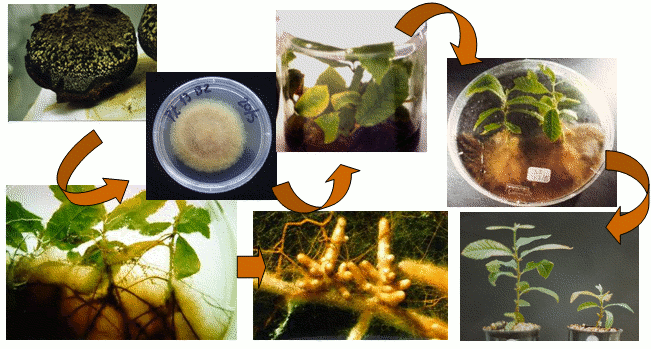 Produo de plantas de castanheiro micropropagadas micorrizadas in vitro