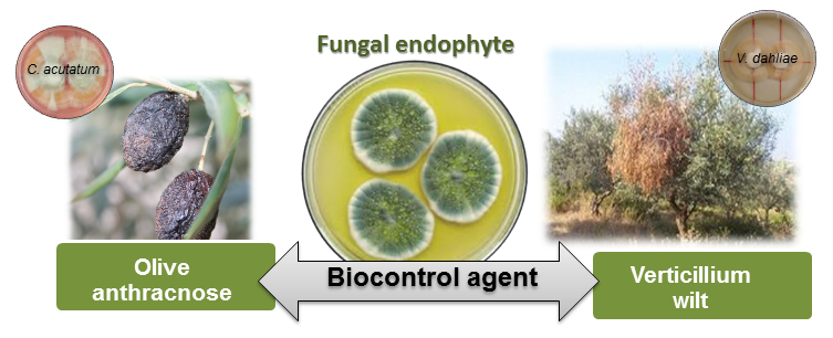 fungal endophyte