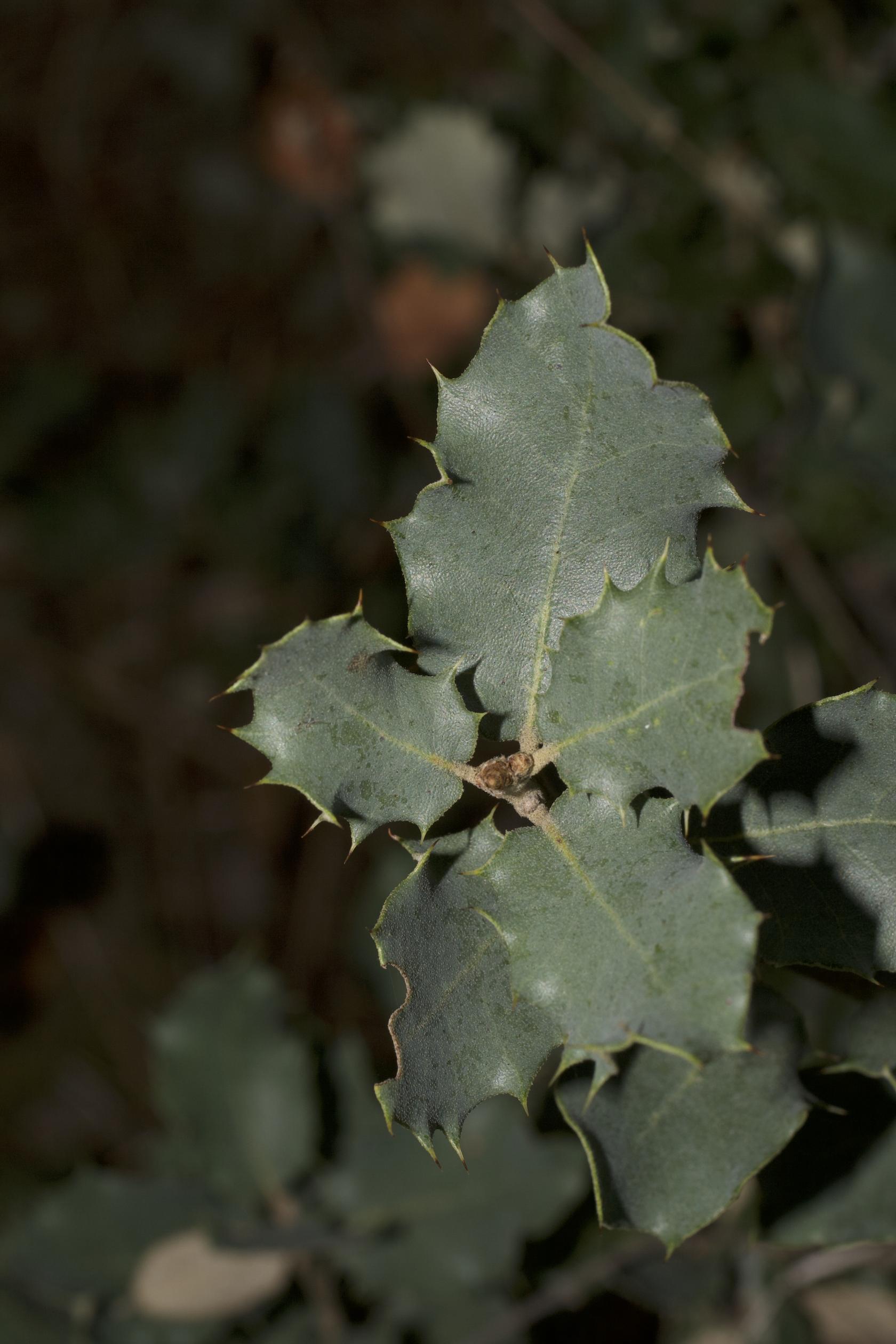 266A FAGA Quercus rotundifolia_8580.jpg