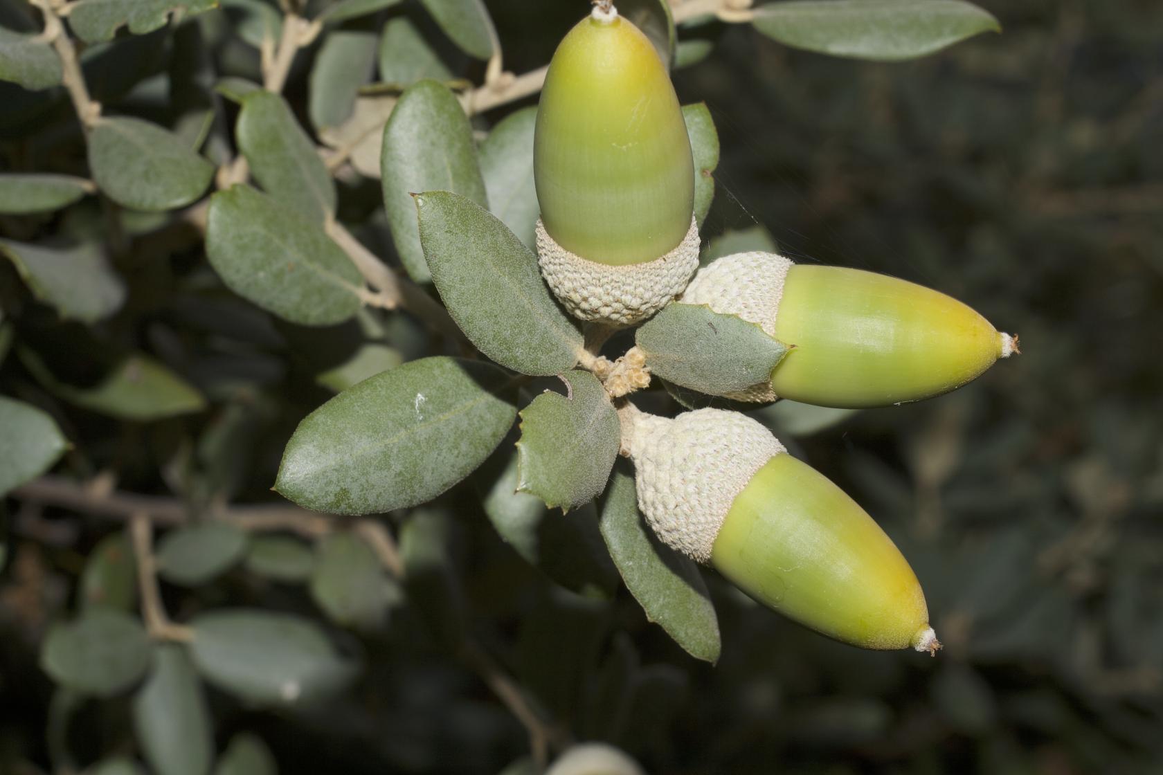 266B FAGA Quercus rotundifolia_8578.jpg