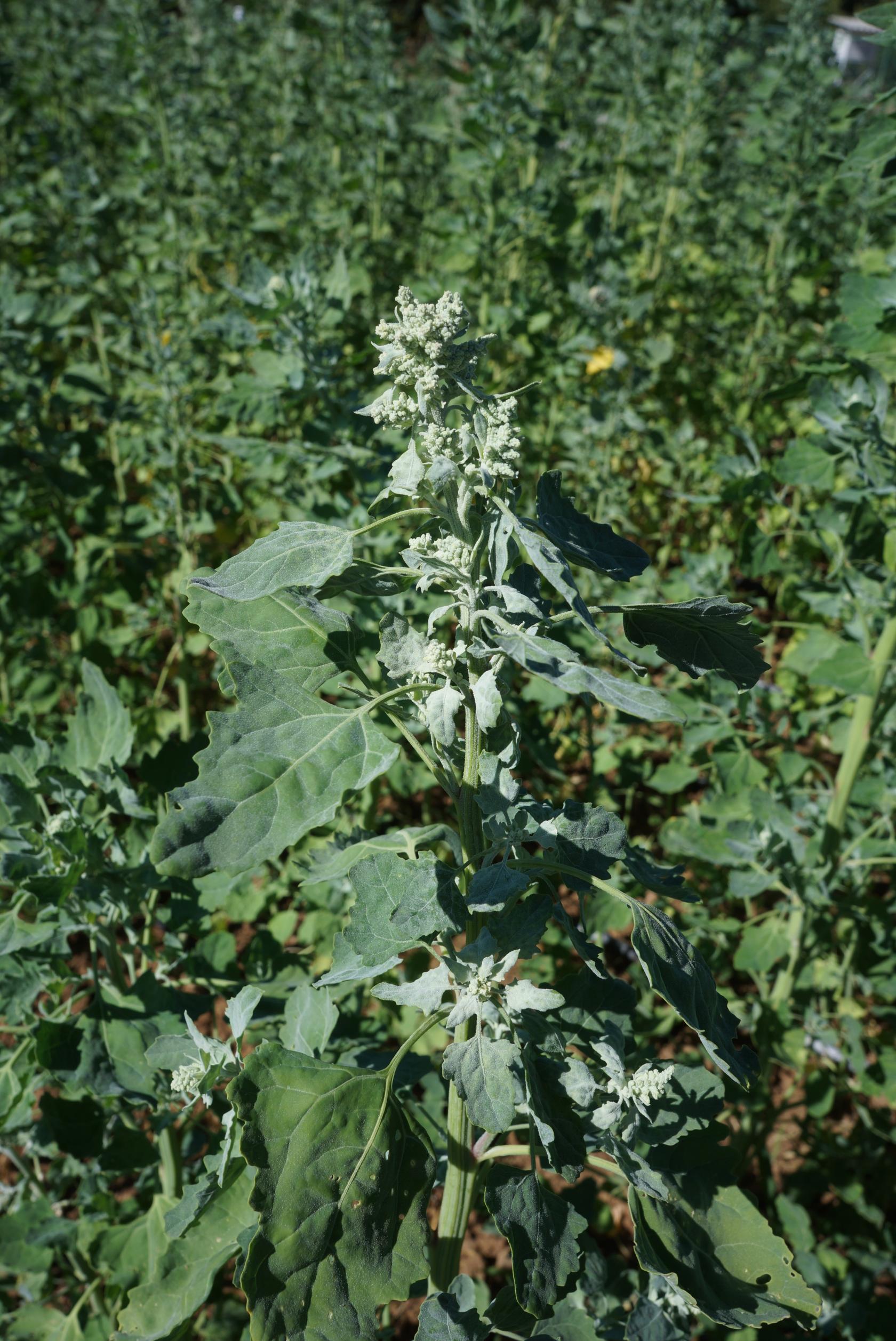 269 Chenopodium quinoa 2444.JPG