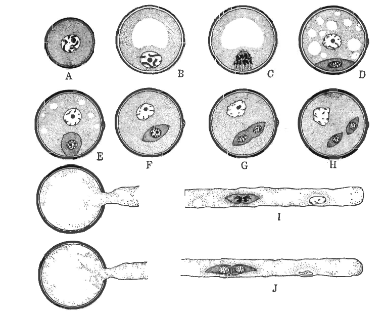 270 Microgametogénese.png