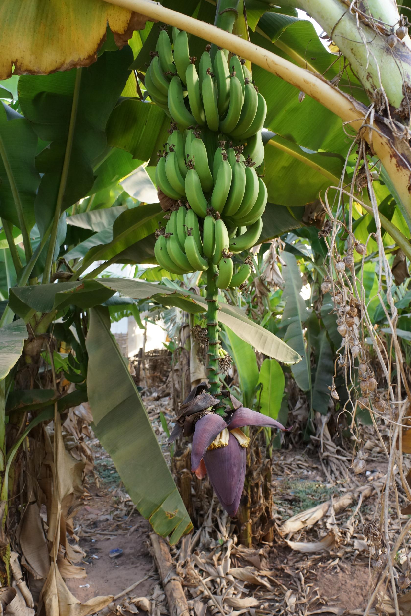 273 MUSA Musa×paradisiaca.JPG