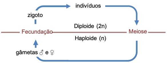 316B Diplonte.jpg