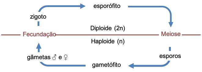 316C Haplodiplonte.jpg