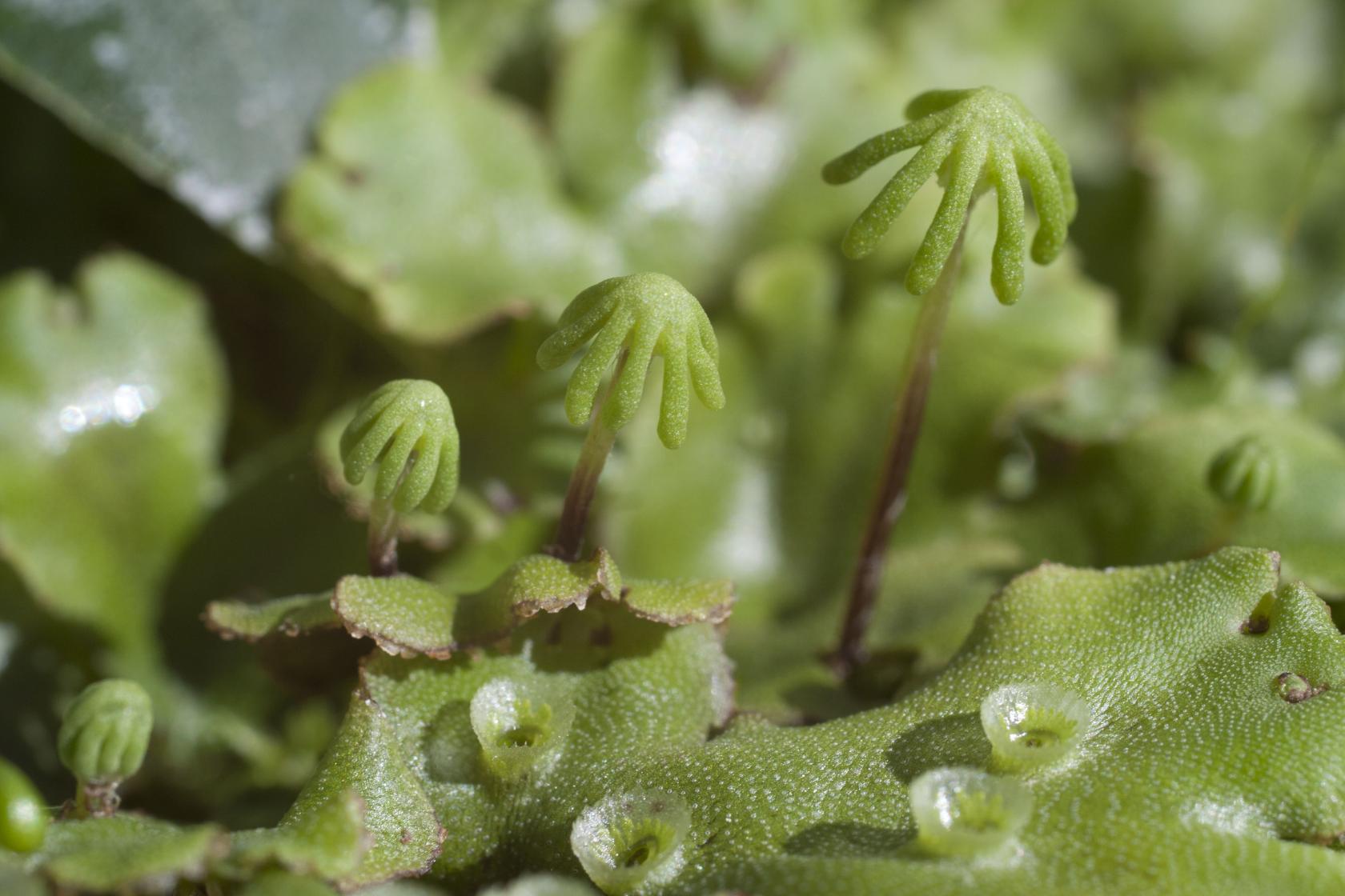 317 Marchantia.jpg