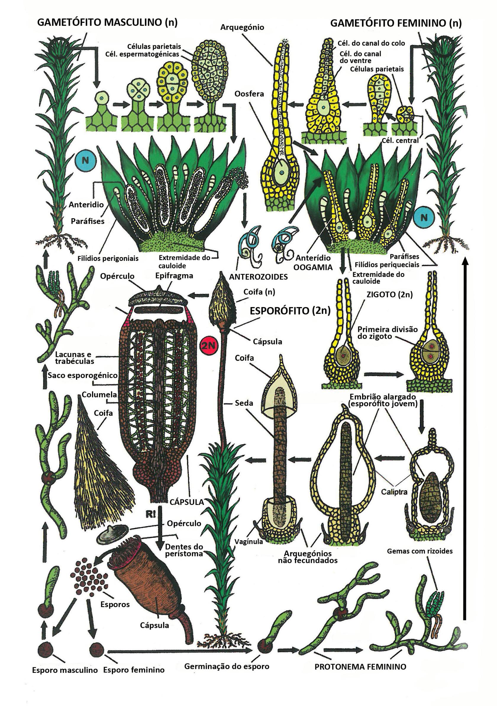 320 Ciclo de vida Polytrichum alterado.jpg