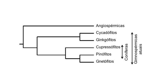 322 Hipotese gnepinas.jpg