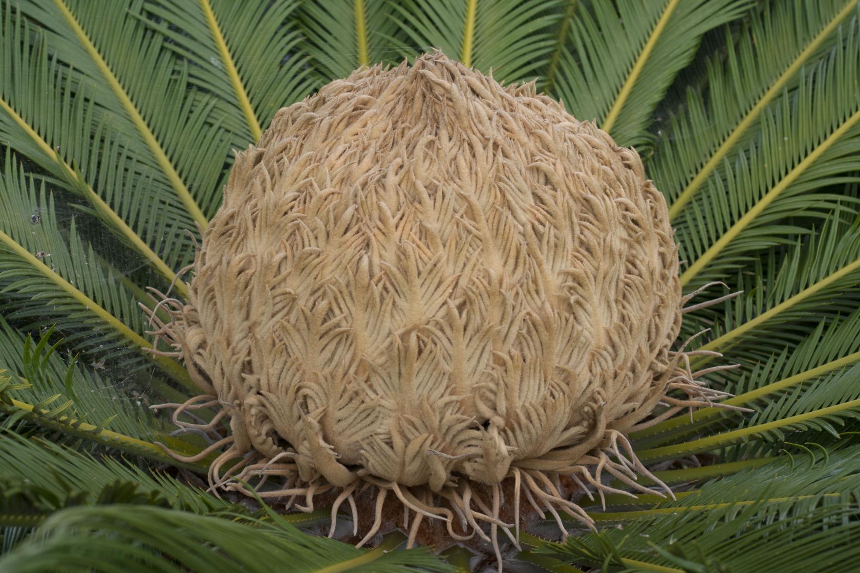 325A CYCA Cycas Cone femea.jpg