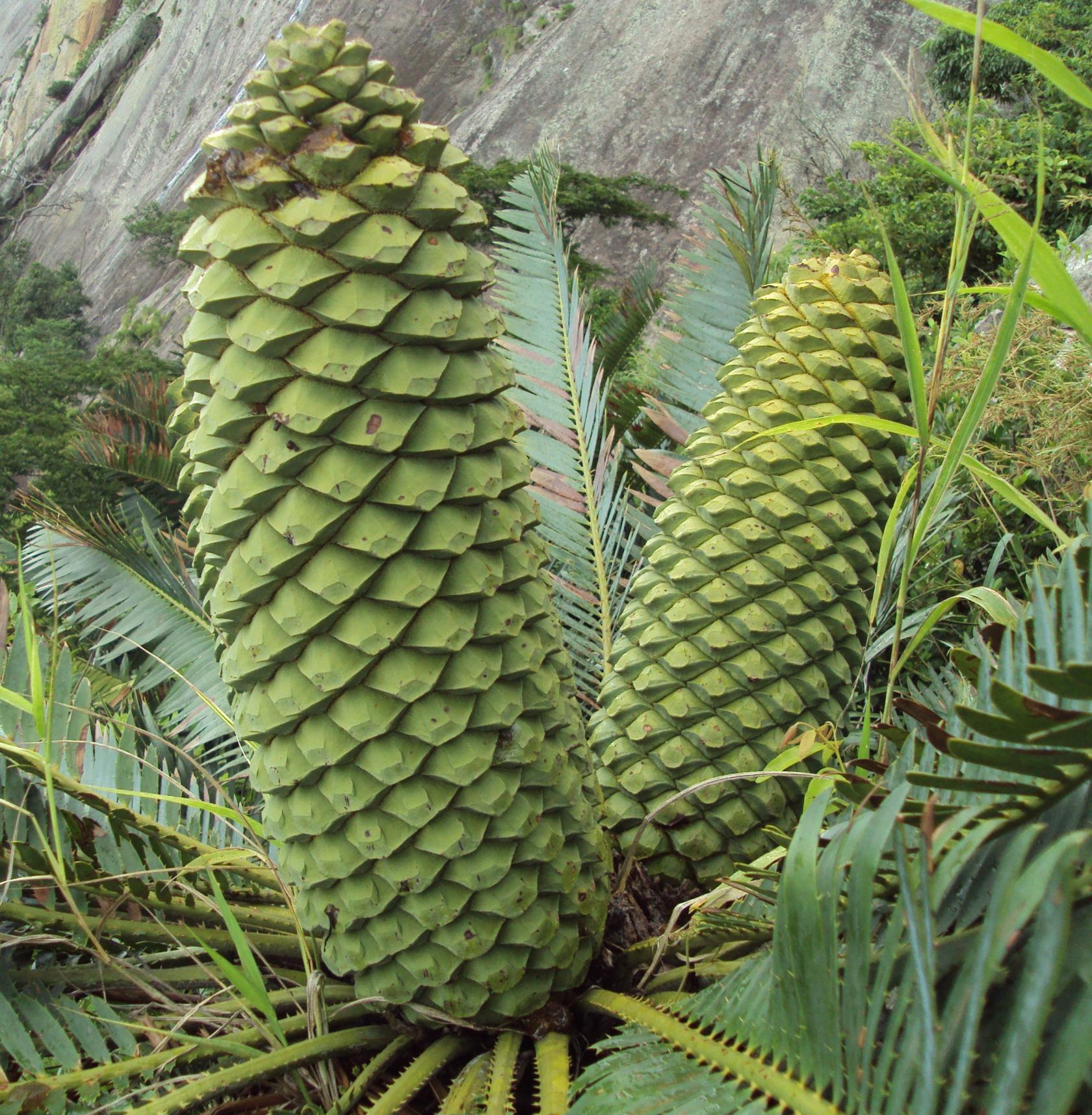 325C ZAMI Encephalartos munchii female.JPG