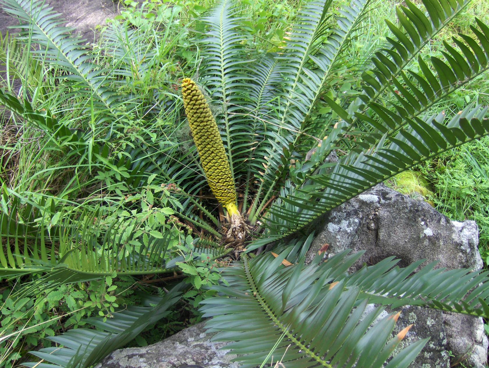 325D ZAMI Encephalartos munchii male.JPG