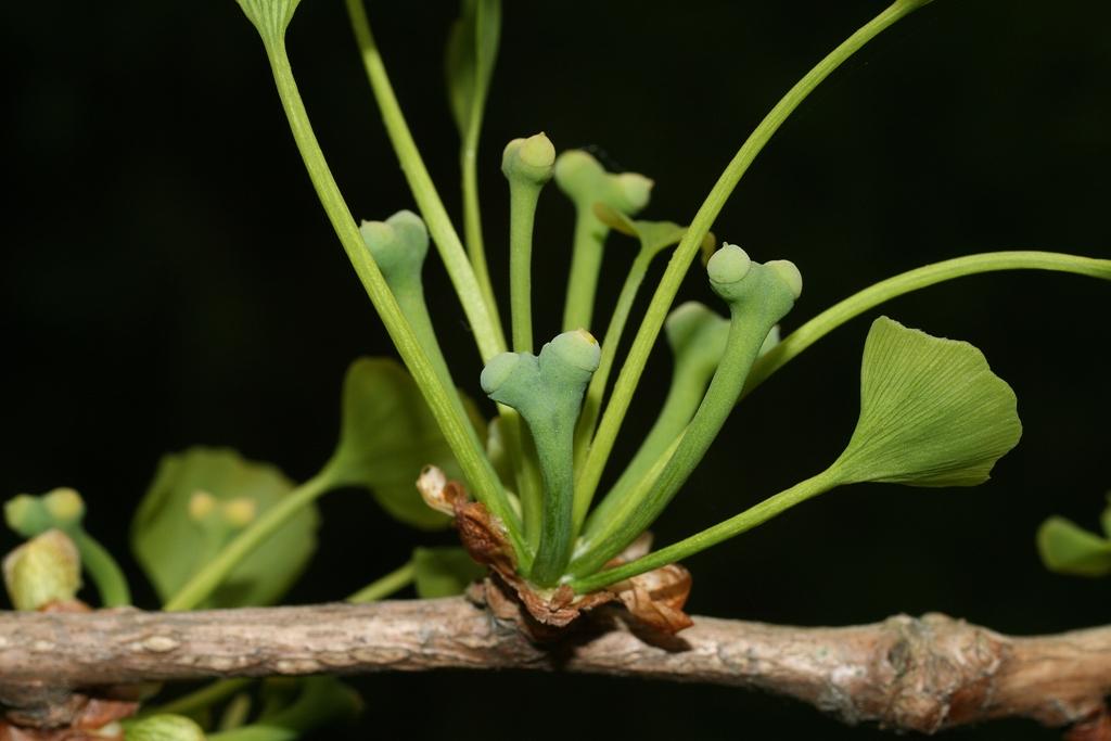 326 GINKG Ginkgo biloba_6349.JPG