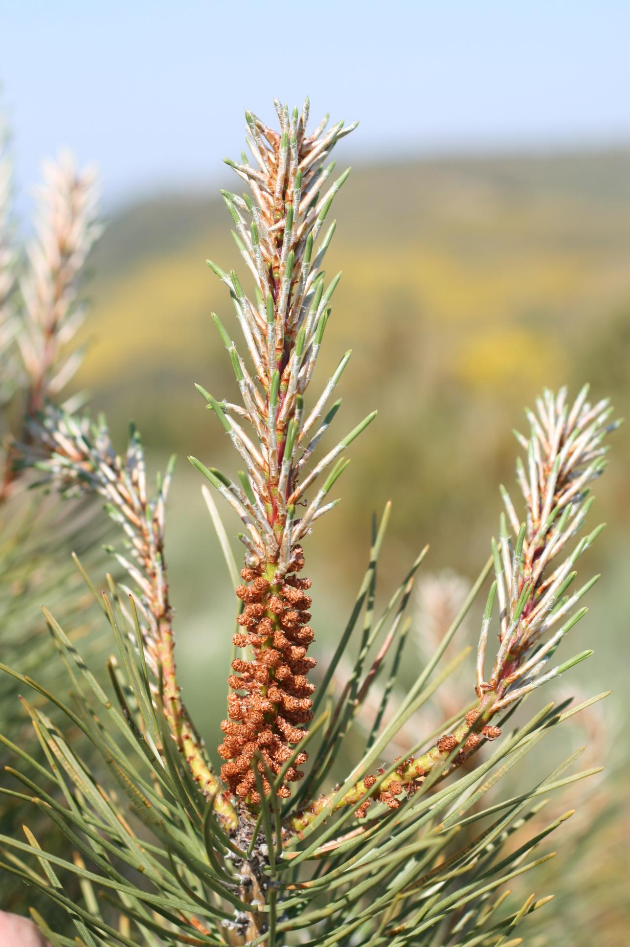 327A PINA Pinus pinaster_3837.JPG