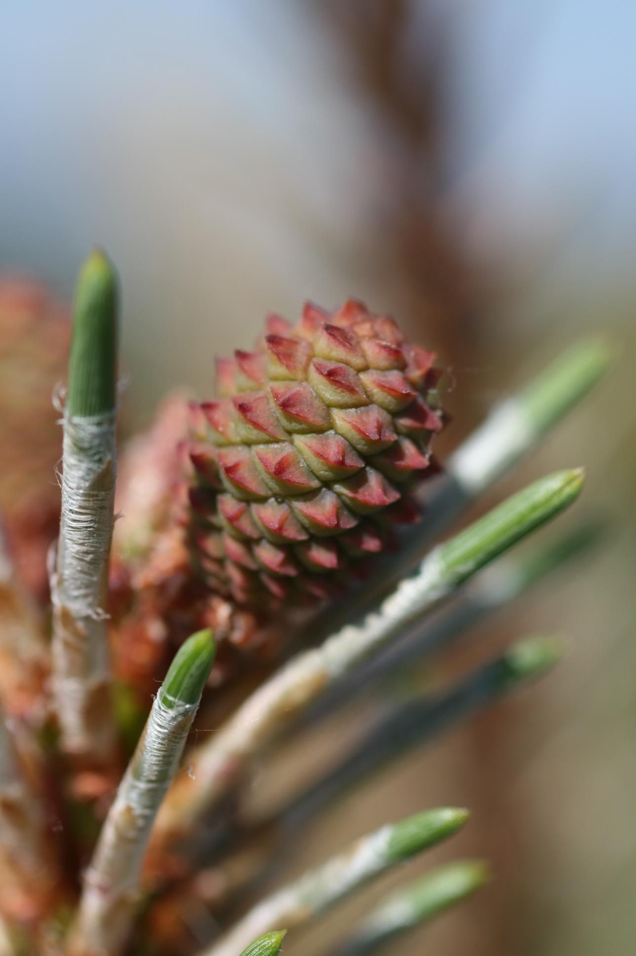 327B PINA Pinus pinaster_3842.JPG