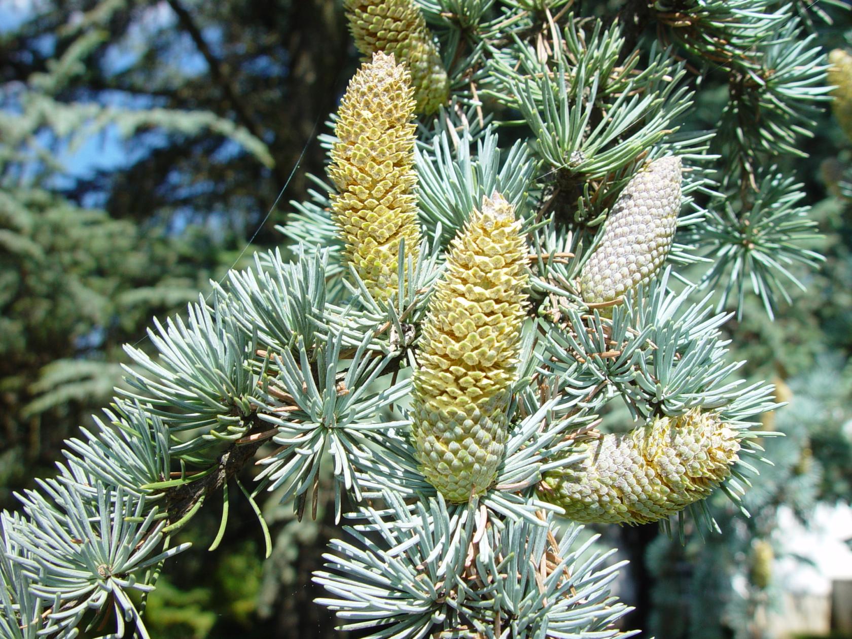 327C PINA Cedrus atlantica 3257.jpg