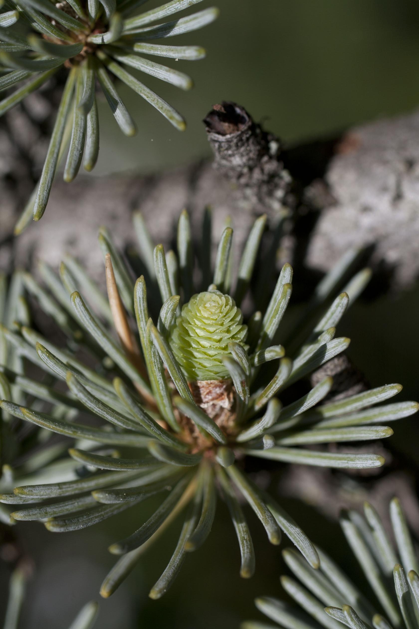 327D PINA Cedrus atlantica I.jpg