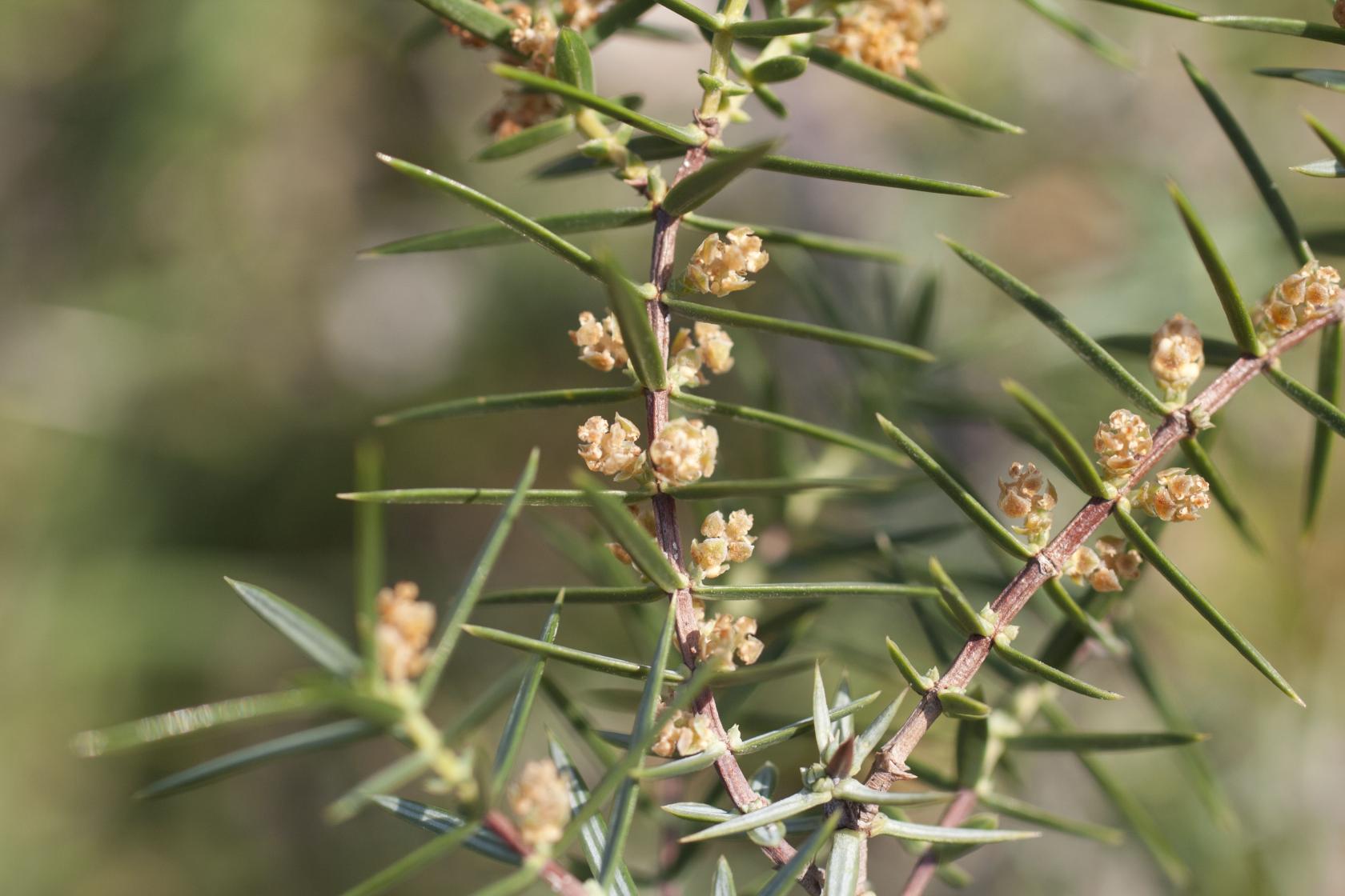 329A CUPR Juniperus oxycedrus male 2.jpg