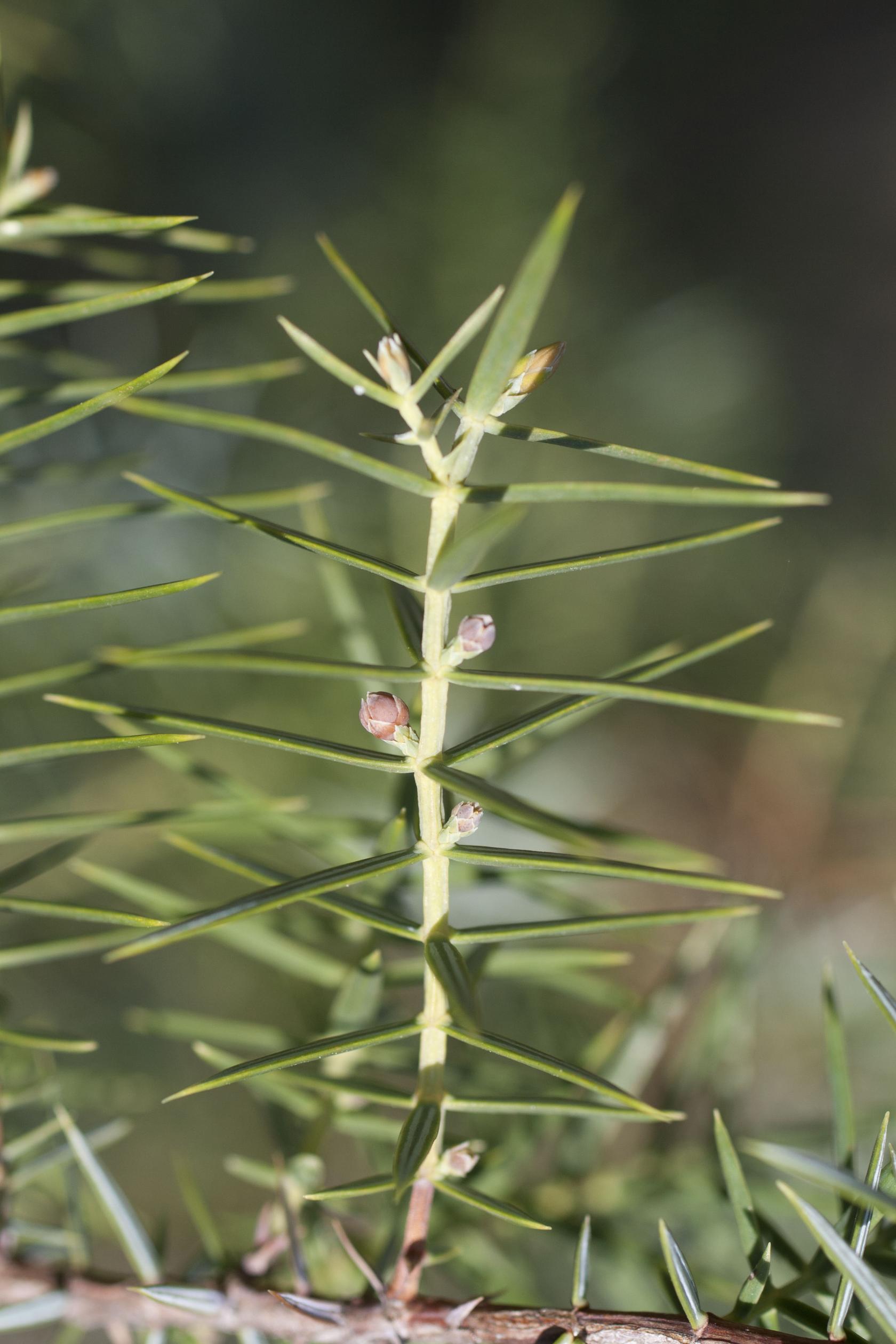 329D CUPR Juniperus oxycedrus female.jpg