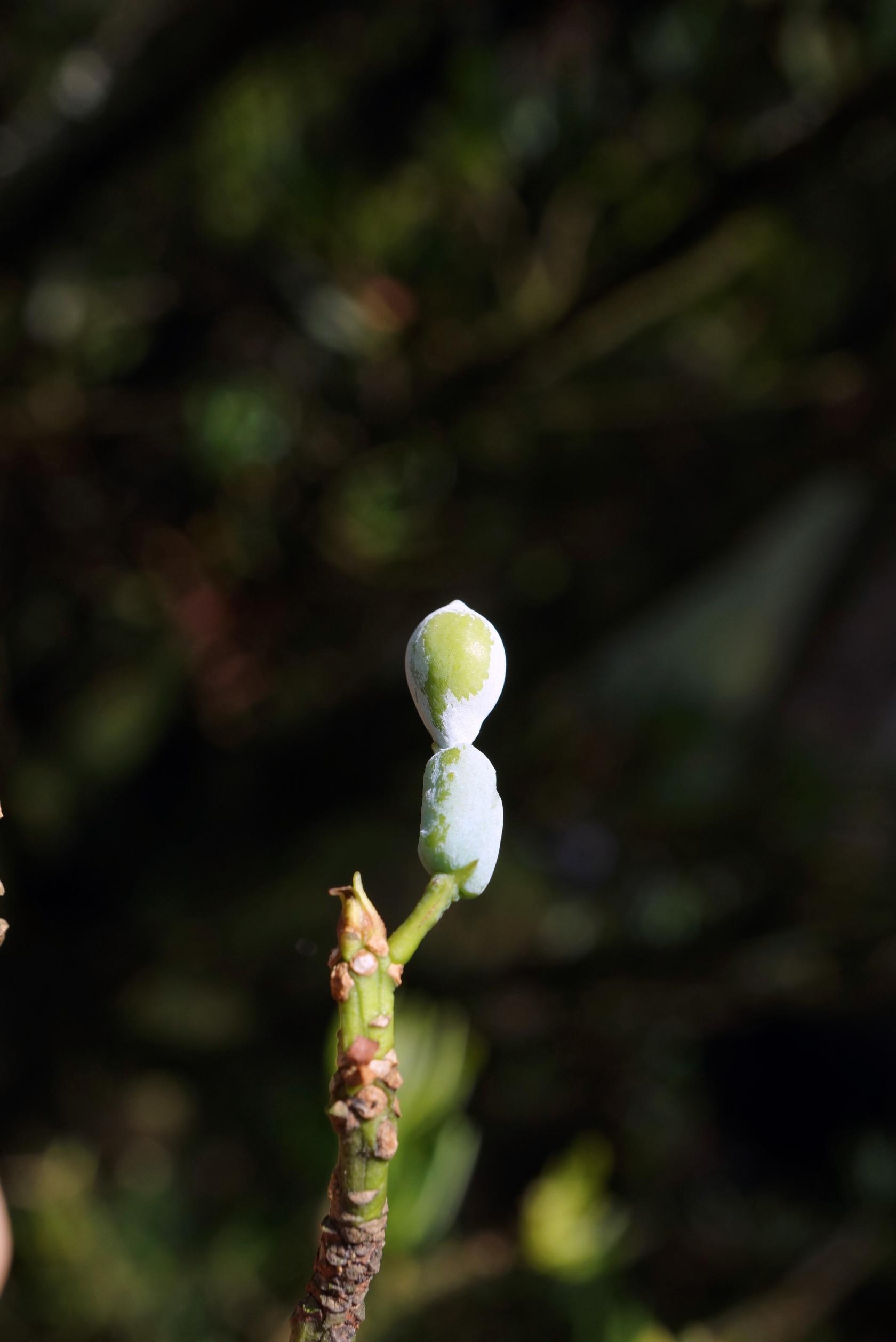 332 PODO Podocarpus agustifolius.jpg