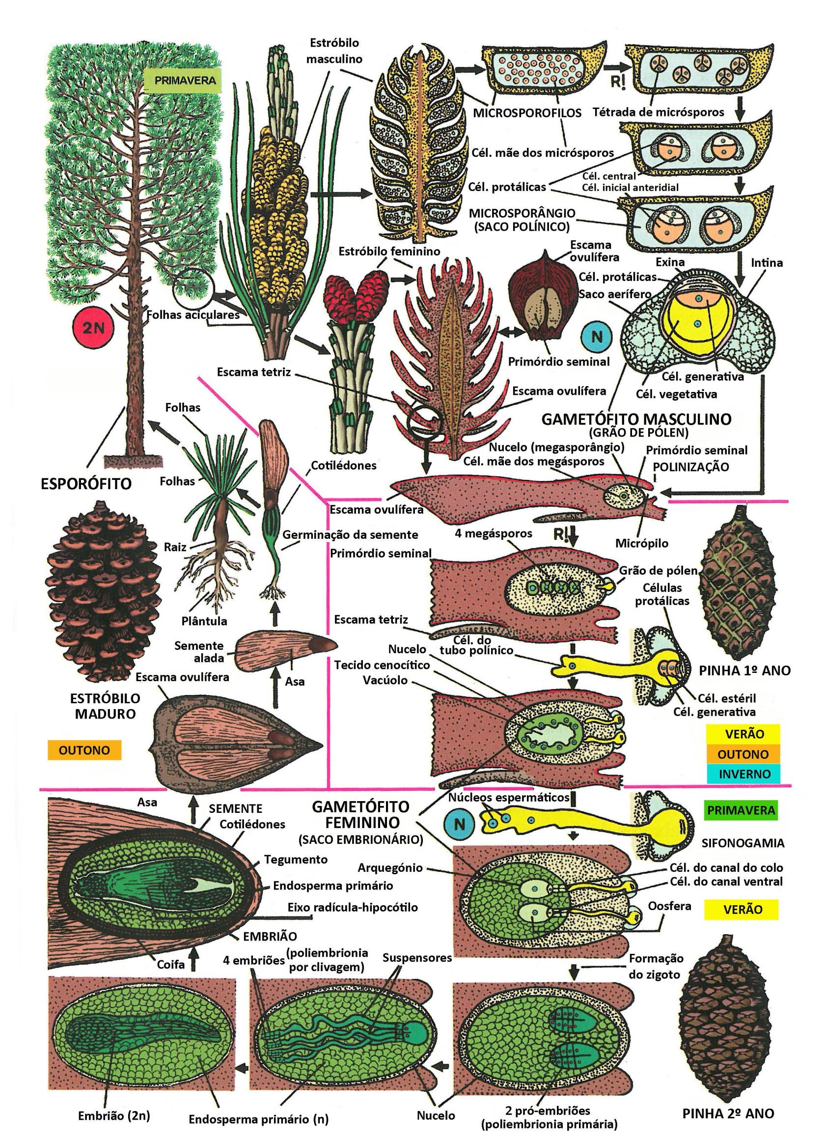 333 Ciclo de vida Pinus.jpg