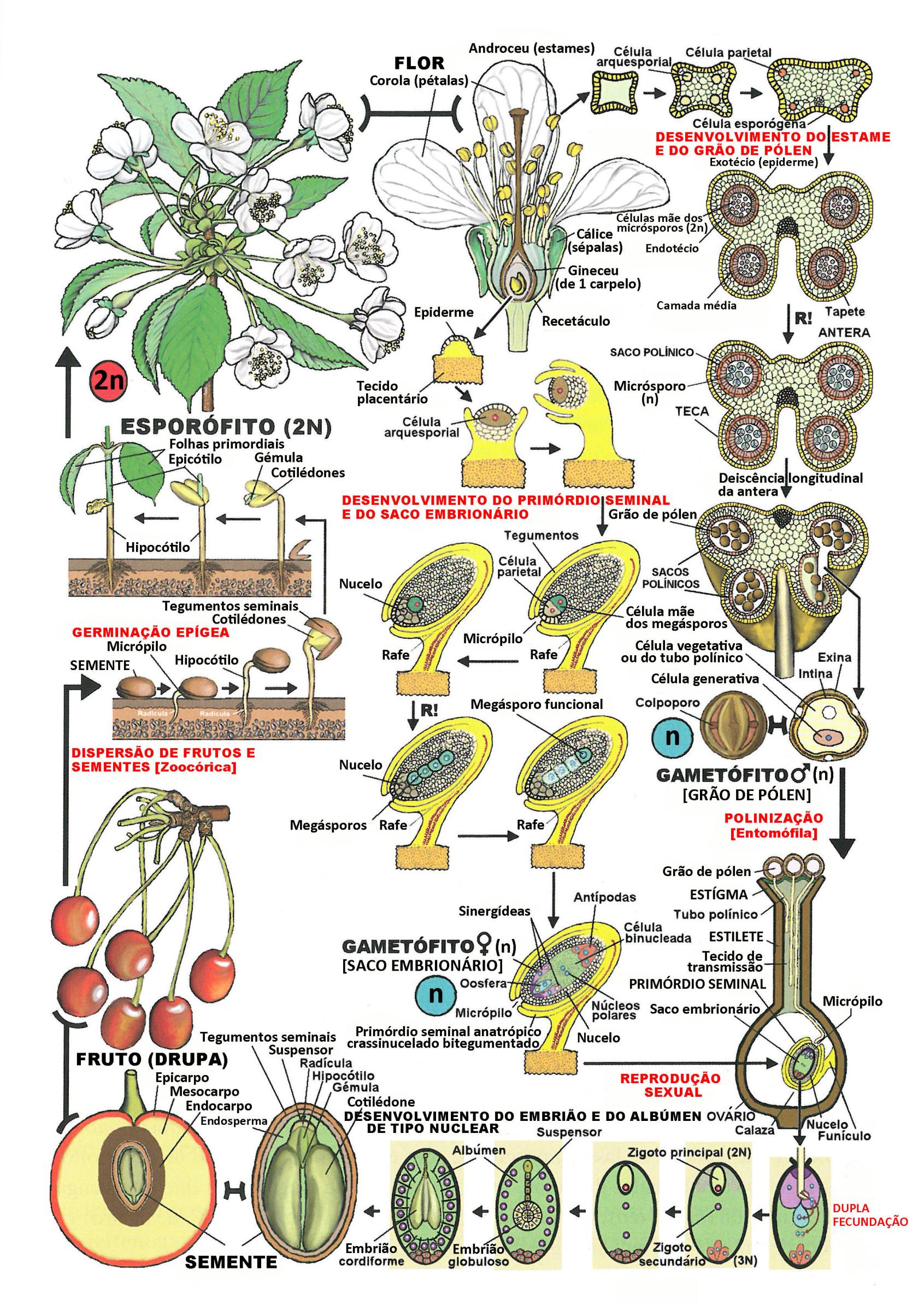 336 Ciclo de vida Prunus.jpg